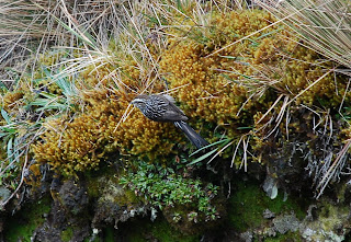 Andean Tit-Spinetail