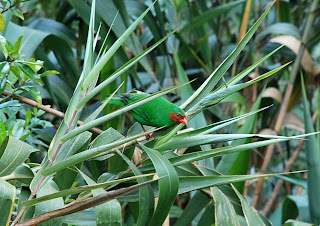 Grass-Green Tanager