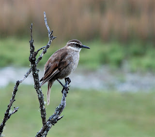 Stout-Billed Cinclodes