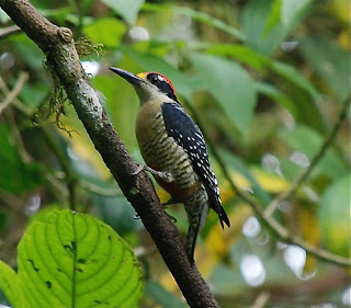 Black-Cheeked Woodpecker Male