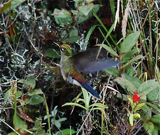 Rainbow-Bearded Thornbill