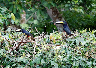 Many-Banded Aracari