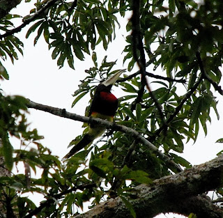 Ivory-Billed Aracari
