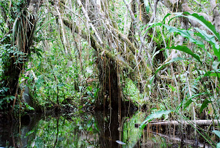 Varzea Forest at Sacha Lodge