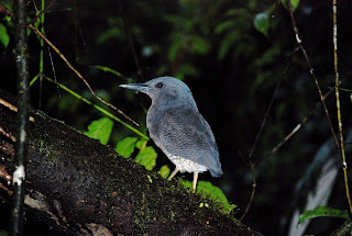Zigzag Heron