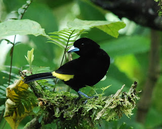 Lemon-Rumped Tanager