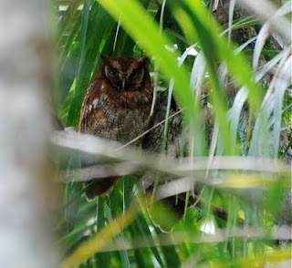 Tropical Screech-Owl