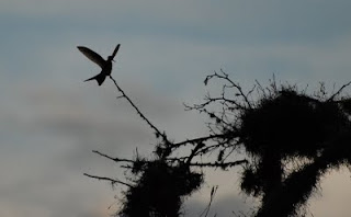 Giant Hummingbird