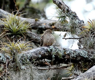 Common Ground-Dove