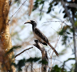 African Grey Hornbill