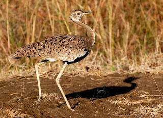 Black-Bellied Bustard