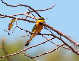 Little Bee-Eater
