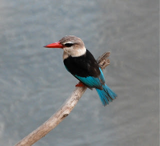 Brown-Hooded Kingfisher