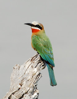 White-Fronted Bee-Eater