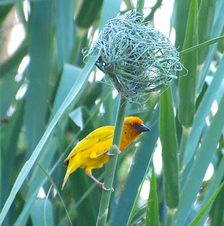 African Golden Weaver