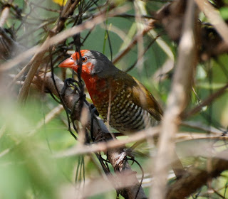 Green-Winged Pytilia Male