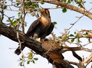 Red-Necked Falcon