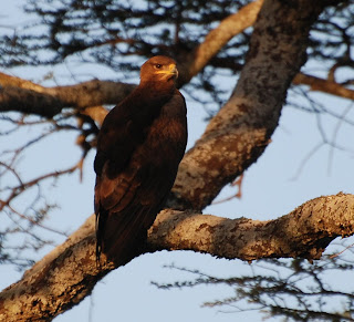 Steppe Eagle