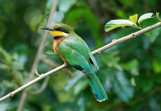 Cinnamon-Chested Bee-Eater