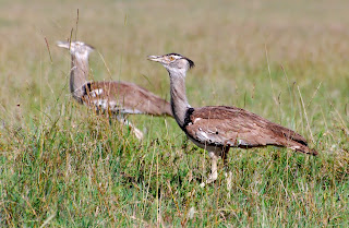 Kori Bustard