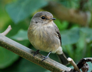 African Dusky Flycatcher