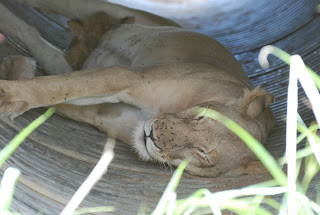 Lioness and Cub