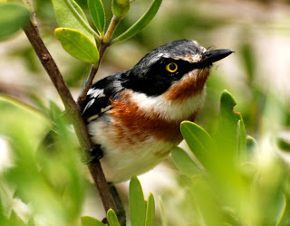 Pale Batis Female