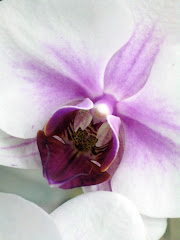 A Japanese Orchid