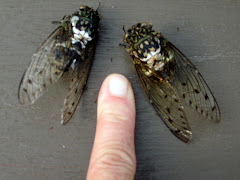 Cicadas "semi" ...NOT locusts