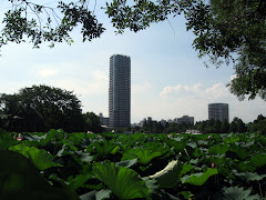 Ueno Park Pink Lotus Pond