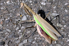 Kamakidi Bug