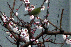 Green Bird in our backyard