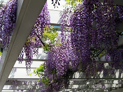 Wisteria Season