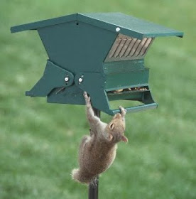Wholesale Bird Feeders How To Keep Squirrels Out Of Bird Feeders