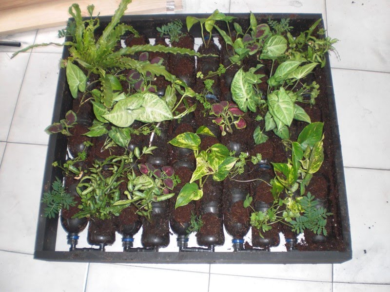 Urban Green Survival: Bottle Garden