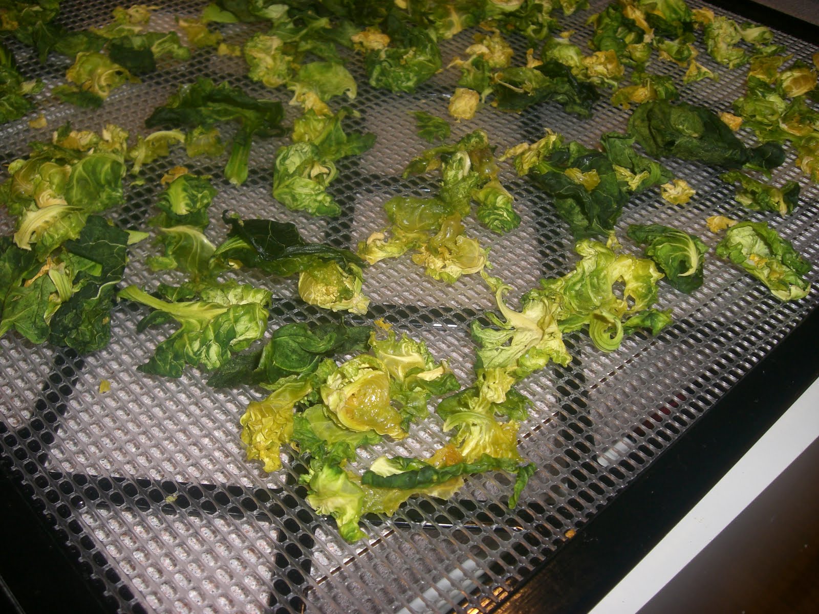Rawk Out Raw Brussels Sprout Chips