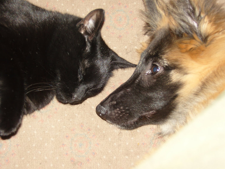 Best Mates ~ Indy and Tiva