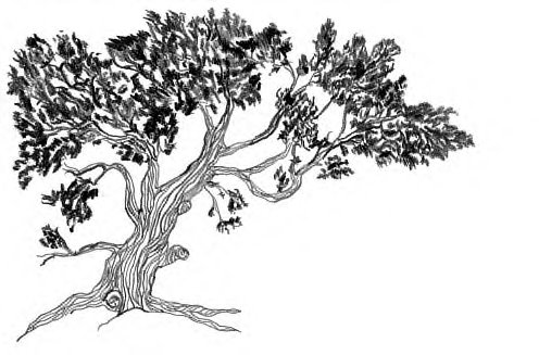 [juniper+tree.bmp]