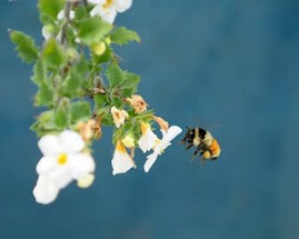 Bees, busy until frost