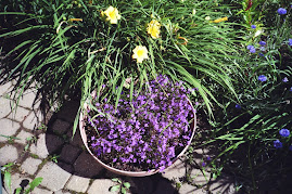 Blue, blue lobelia with Stella D'oro day lilies