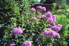 August beauty, Phlox