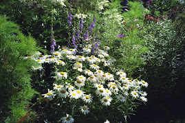 Shasta Daisies