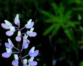 vetch, a wild flower