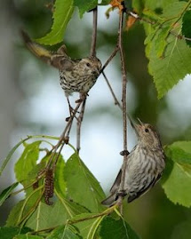 Arriving soon, pine siskins, a winter bird