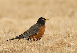 American Robin, here all winter?