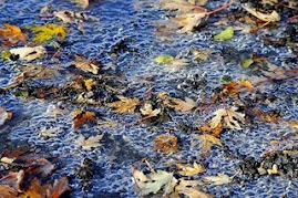 frosty leaves