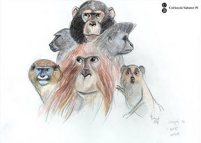 sketch of heads of monkeys and apes