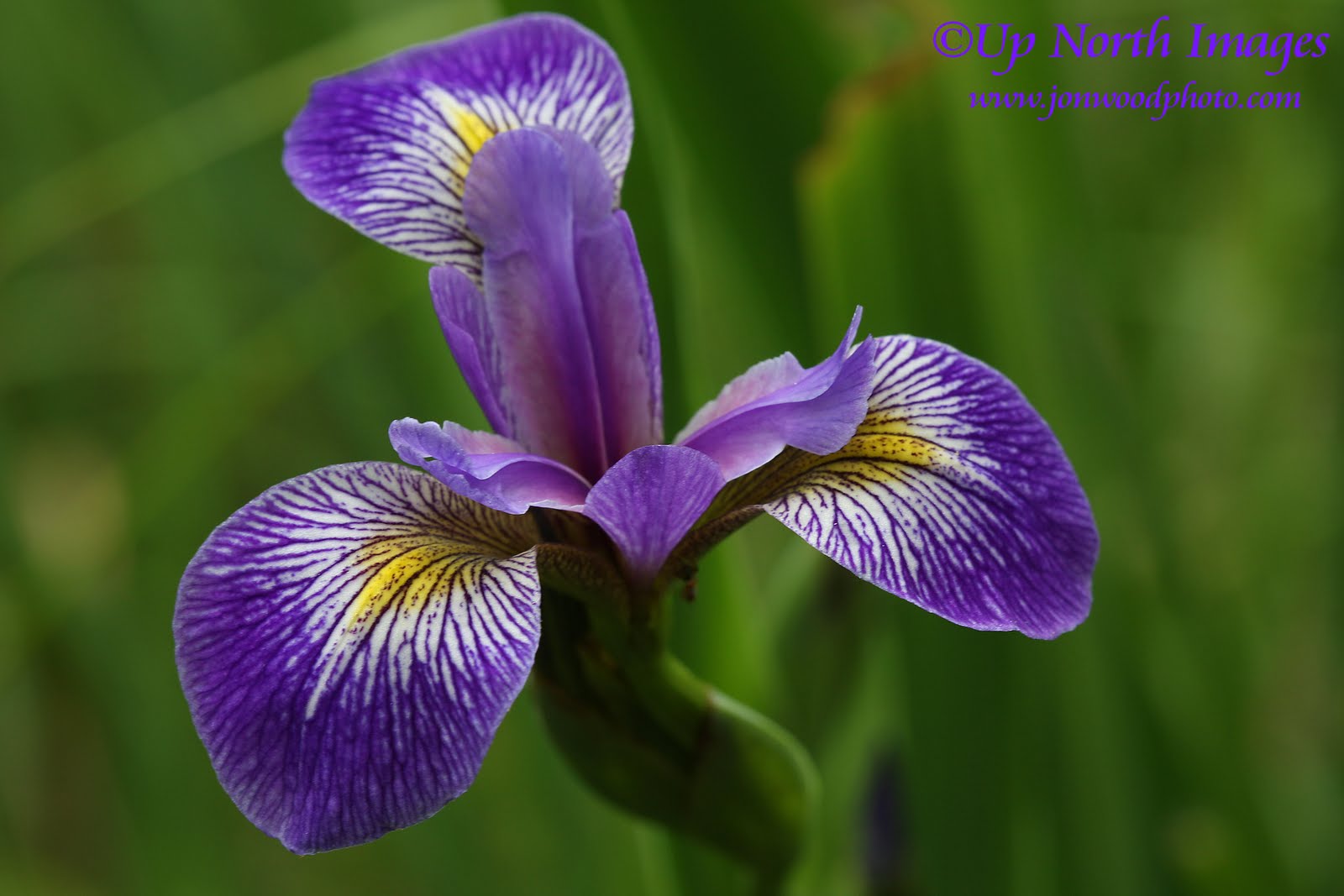 Minnesota State Flower Pictures Beautiful Flowers