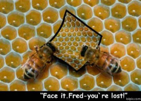 [lost-bees.jpg]