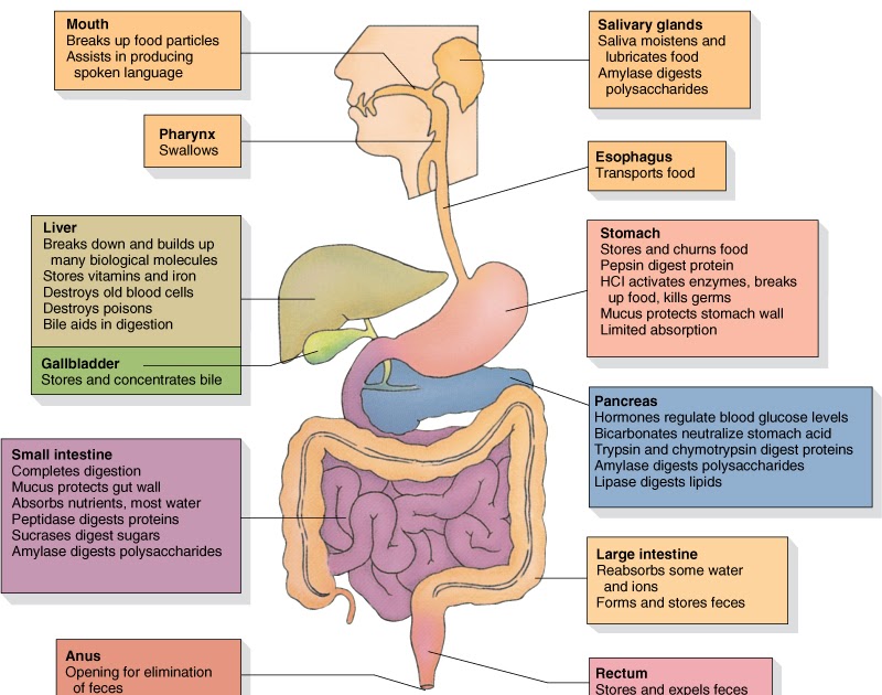 Ancient Paths, Naturally Digestive Health Restorative Plan